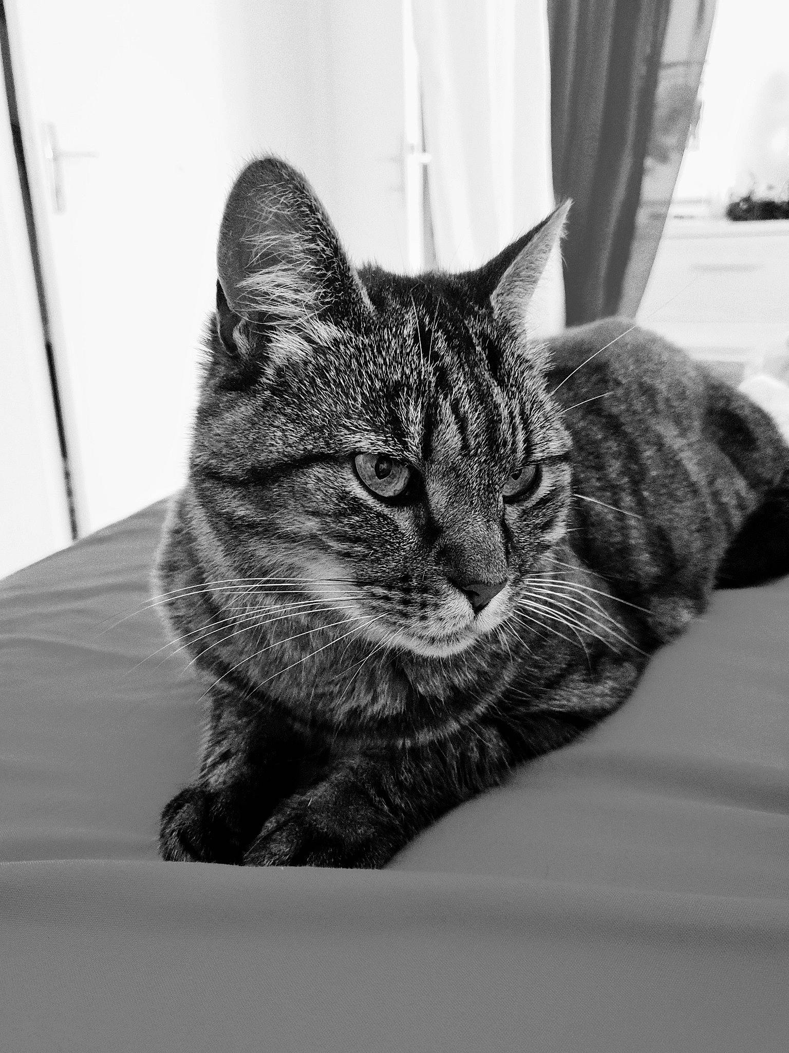 Grigri participe au concours pour gagner de l'argent avec cette photo : asian, black, black_and_white, carnivore, cat, domestic_short_haired_cat, dragon_li, european_shorthair, eye, felidae, fur, monochrome, monochrome_photography, photography, small_to_medium_sized_cats, snout, tabby_cat, whiskers, white, window