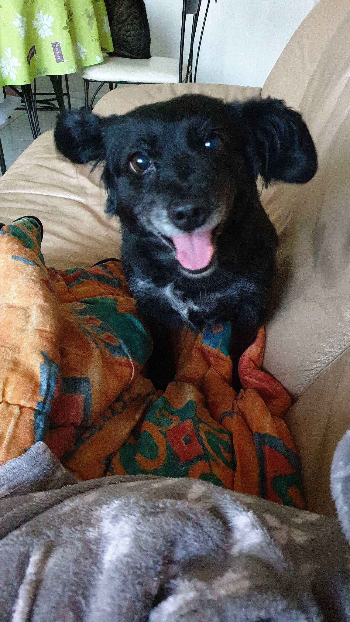 Molly a rejoint le concours — aidez-le/la à gagner de superbes lots ! canidae, carnivore, companion_dog, dog, dog_breed, mammal, patterdale_terrier, puppy, rare_breed_dog, snout, sporting_group