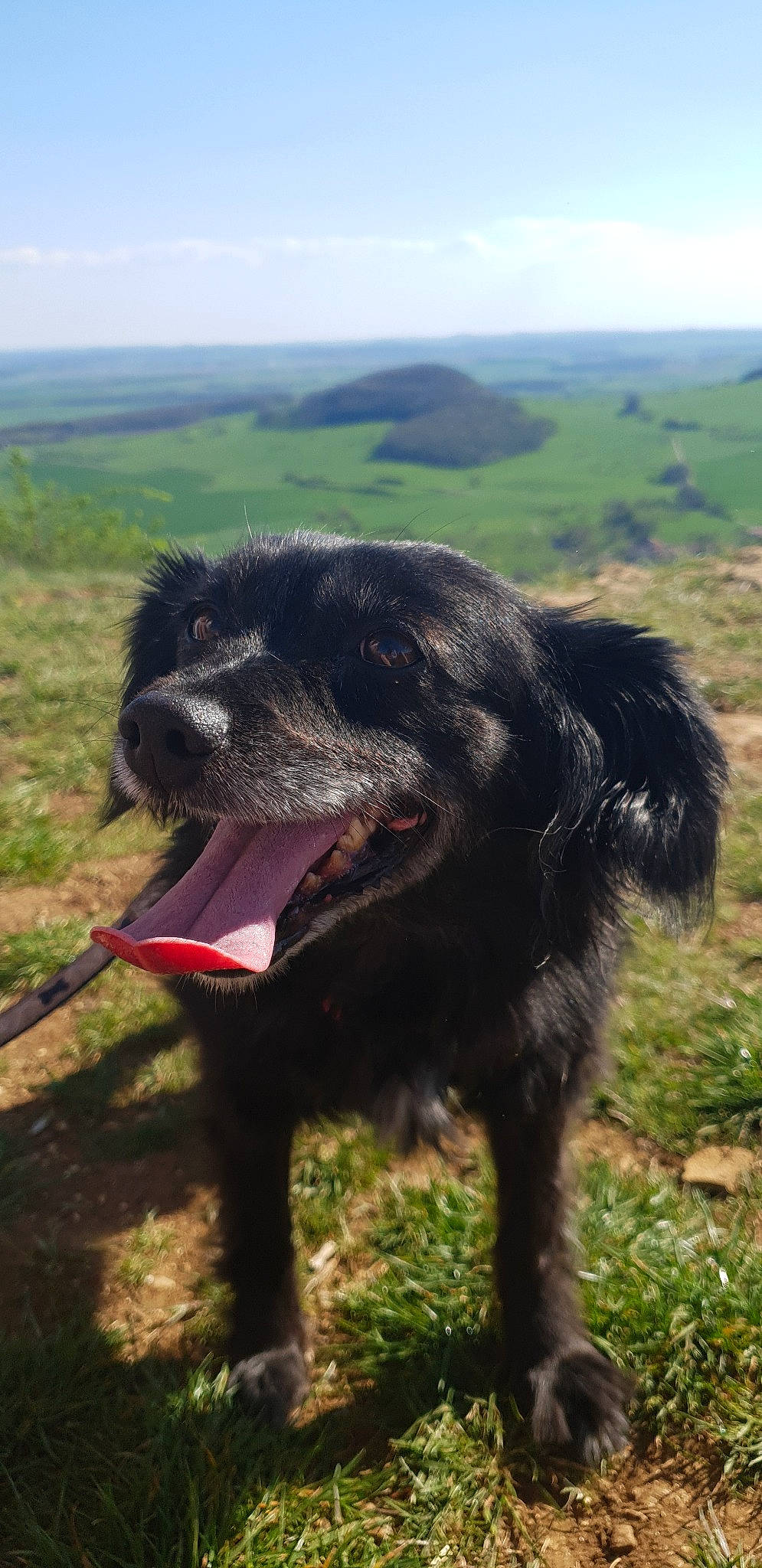 Molly participe au concours pour gagner de l'argent avec cette photo : canidae, carnivore, dog, dog_breed, hunting_dog, mammal, sporting_group, vertebrate