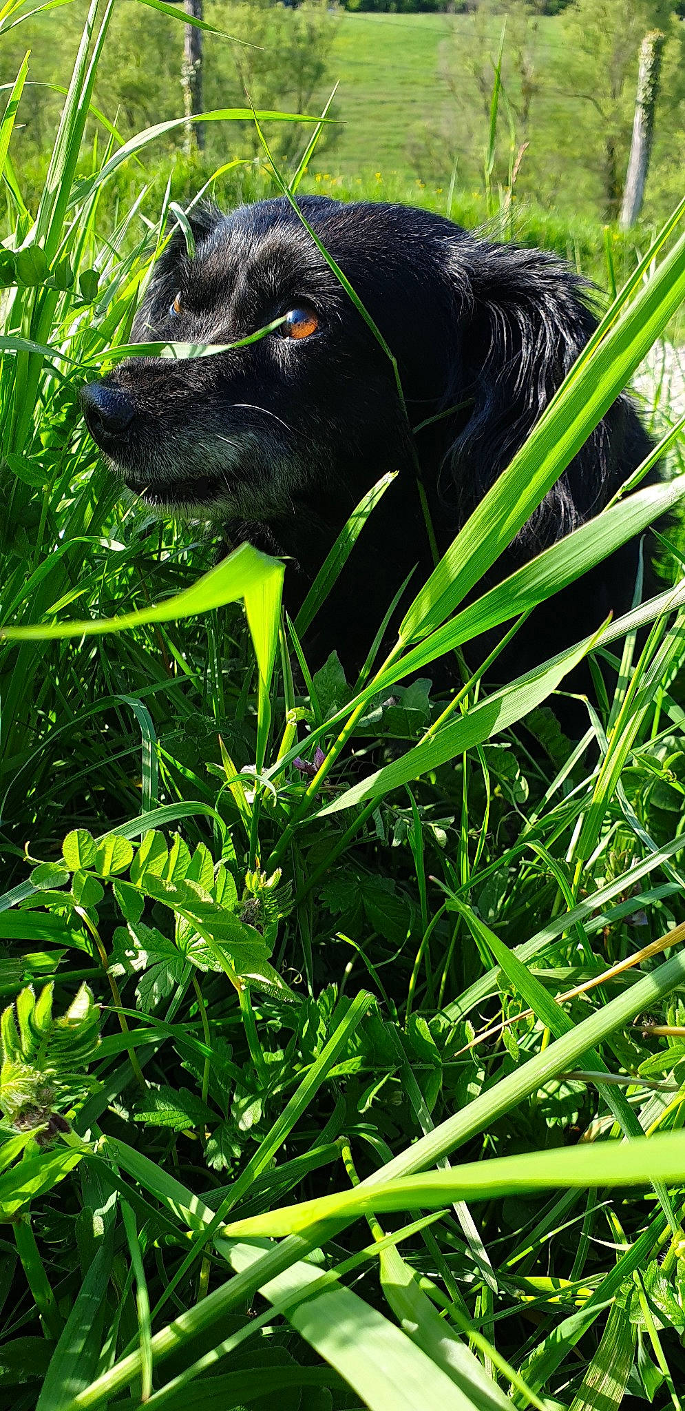 Molly participe au concours pour gagner de l'argent avec cette photo : canidae, carnivore, dog, dog_breed, grass, grass_family, green, hunting_dog, labrador_retriever, leaf, patterdale_terrier, plant, rainforest, sporting_group