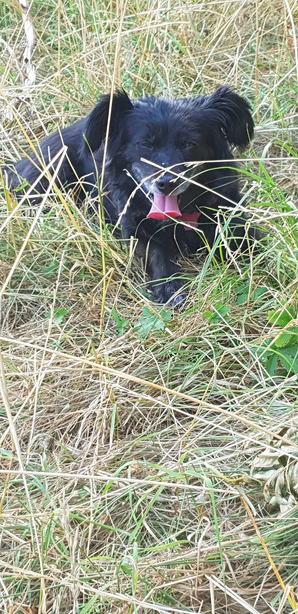 Molly a rejoint le concours — aidez-le/la à gagner de superbes lots ! canidae, carnivore, dog, dog_breed, grass, sporting_group, terrier