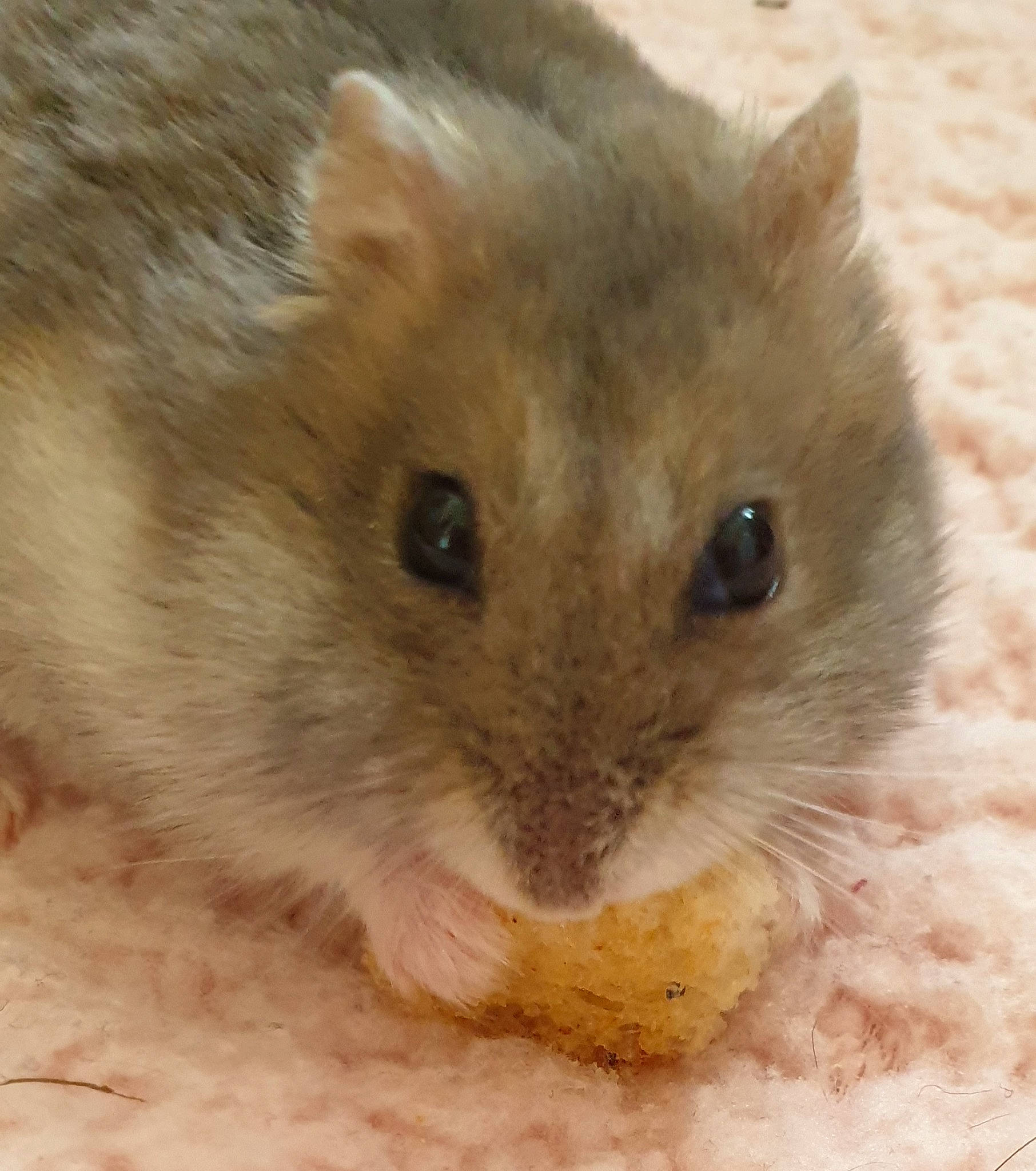 Cookie a rejoint le concours — aidez-le/la à gagner de superbes lots ! chinchilla, degu, dormouse, eye, fawn, fur, gerbil, hamster, iris, mammal, mouse, muridae, muroidea, nose, pest, rat, rodent, skin, snout, whiskers