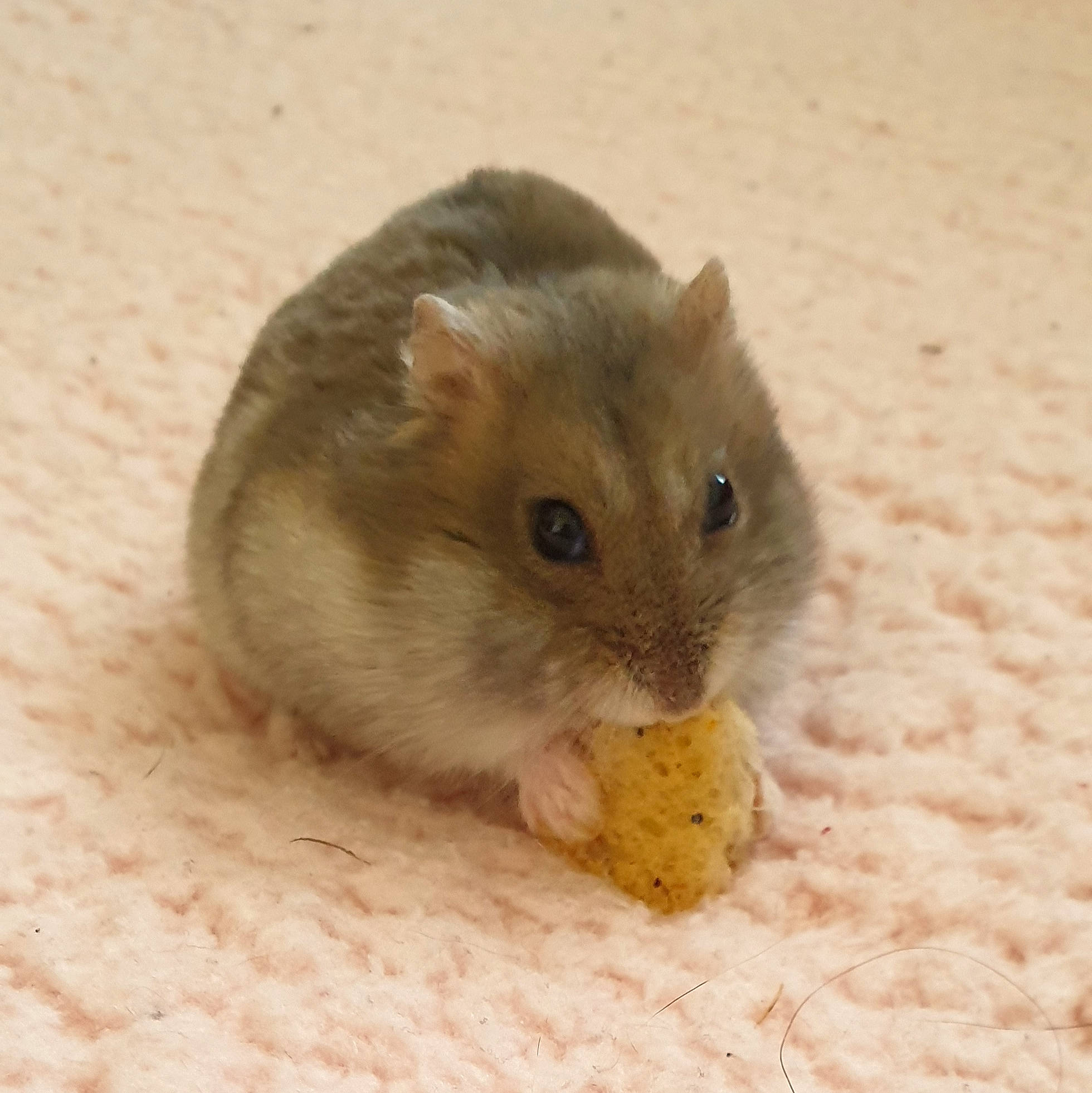 Cookie participe au concours pour gagner de l'argent avec cette photo : beige, chinchilla, dormouse, fare, fawn, fur, gerbil, grasshopper_mouse, hamster, jerboa, mammal, mouse, muridae, muroidea, pest, rat, rodent, skin, whiskers, white_footed_mouse
