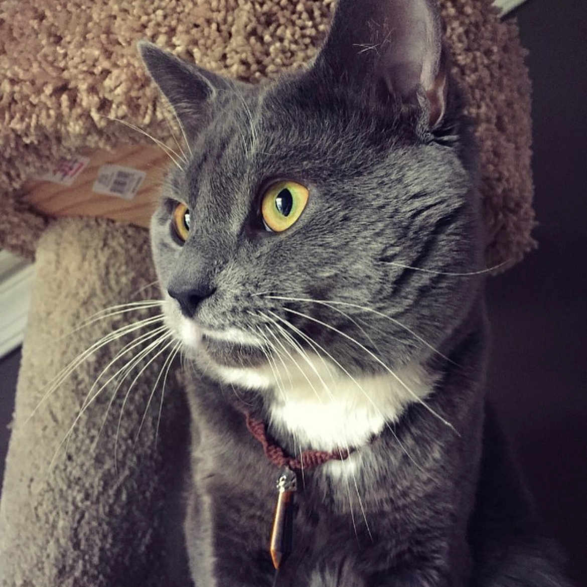 Paul Prints is registered to the contest to win money with this photo: abyssinian, accessories, animal, blanket, cat, collar, couch, cushion, face, furniture, head, homedecor, kitten, leash, manx, person, pet, photography, portrait, strap