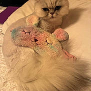 Flurry is registered to the contest to win money with this photo: cat, fluffy, long_hair, pet, animal, kitten, cream_colored, serious_expression, sitting, bed, bedroom, bedding, plush_toy, stuffed_animal, rainbow, toy, cozy, indoors, portrait, close_up