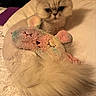 cat, fluffy, long_hair, pet, animal, kitten, cream_colored, serious_expression, sitting, bed, bedroom, bedding, plush_toy, stuffed_animal, rainbow, toy, cozy, indoors, portrait, close_up