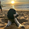 puppy, dog, beach, sand, sunset, ocean, water, sky, clouds, sun, animal, outdoor, nature, pet, canine, relaxing, paw, shore, landscape, person