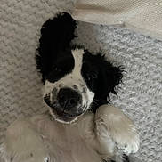 Aïka a rejoint le concours — aidez-le/la à gagner de superbes lots ! puppy, dog, black_and_white, lying_down, blanket, paw, cute, pet, fur, nose, whiskers, indoors, cozy, texture, soft, playful, animal, resting, face, young