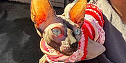Cleopatra joined the competition — help win amazing prizes! animal, arm, blue_eyes, cat, close_up, clothing, concrete_floor, domestic_animal, feline, hairless_cat, large_ears, outdoor, person, pet, plaid_cloth, portrait, sphynx_cat, sunlight, sweater, wooden_bench