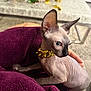 Cleopatra is registered to the contest to win money with this photo: sphynx_cat, cat, hairless_cat, blue_eyes, gold_chain, purple_blanket, indoor, pet, animal, curious, furniture, table, decorations, marble, cozy, close_up, wrinkled_skin, looking_sideways, domestic_animal, soft_lighting