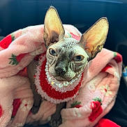 Cleopatra joined the competition — help win amazing prizes! accessory, animal, blanket, car_interior, cat, closeup, cozy, cute, feline, indoor, luxury, pearl_necklace, pet, pink, portrait, red_sweater, sitting, sphynx_cat, strawberry_pattern, wrinkled_skin
