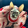 accessory, animal, blanket, car_interior, cat, closeup, cozy, cute, feline, indoor, luxury, pearl_necklace, pet, pink, portrait, red_sweater, sitting, sphynx_cat, strawberry_pattern, wrinkled_skin