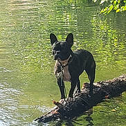 George participe au concours pour gagner de l'argent avec cette photo : dog, black_dog, water, pond, log, nature, outdoor, reflection, sunlight, tree, animal, canine, standing, leash, daylight, forest, calm, surface, summer, park