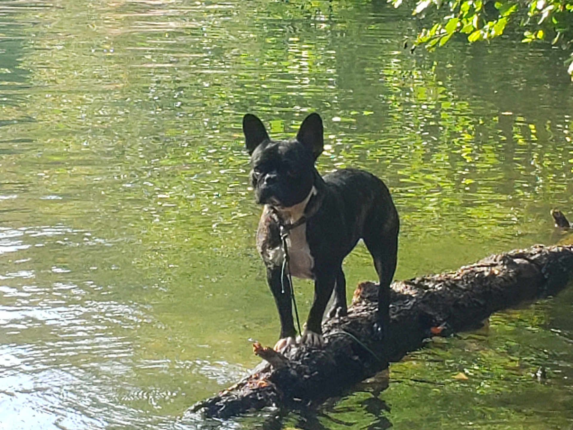 George participe au concours pour gagner de l'argent avec cette photo : dog, black_dog, water, pond, log, nature, outdoor, reflection, sunlight, tree, animal, canine, standing, leash, daylight, forest, calm, surface, summer, park