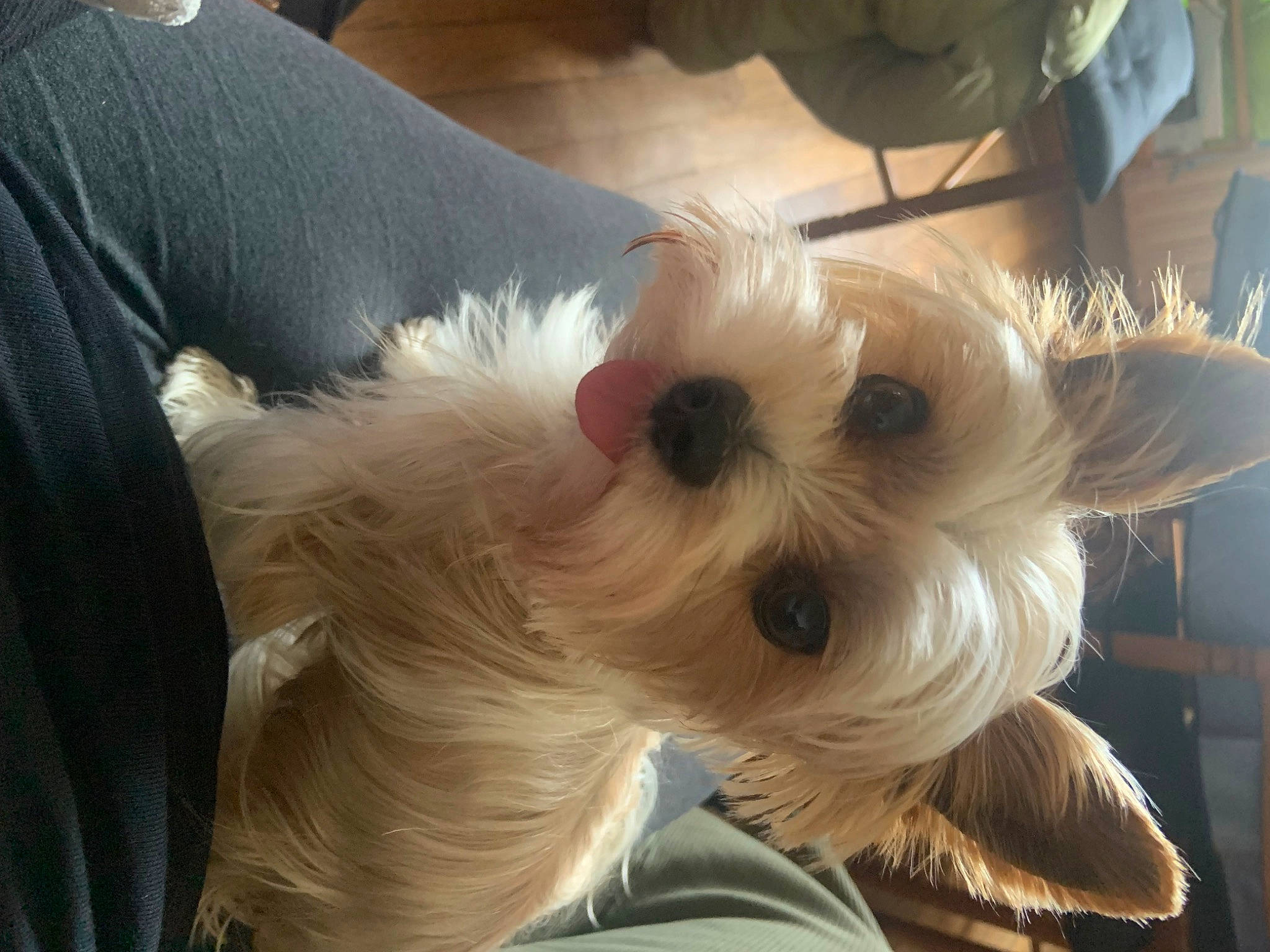 Soly participe au concours pour gagner de l'argent avec cette photo : canidae, carnivore, companion_dog, dog, dog_breed, dog_supply, ear, eyelash, fashion_accessory, fawn, fur, pet_supply, small_terrier, snout, sporting_group, sunglasses, terrier, toy_dog, whiskers, working_animal