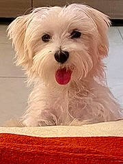 Taho a rejoint le concours — aidez-le/la à gagner de superbes lots ! canidae, carnivore, companion_dog, dog, dog_breed, flooring, fur, hardwood, maltepoo, non_sporting_group, poodle, puppy, small_terrier, snout, sporting_group, terrier, toy_dog, water_dog, working_animal, yorkipoo