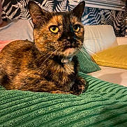 Hyéna a rejoint le concours — aidez-le/la à gagner de superbes lots ! cat, tortoiseshell, pet, indoor, blanket, green, couch, pillow, living_room, feline, whiskers, ears, eyes, collar, fur, relaxed, cozy, patterned_wall, window, home