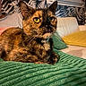 cat, tortoiseshell, pet, indoor, blanket, green, couch, pillow, living_room, feline, whiskers, ears, eyes, collar, fur, relaxed, cozy, patterned_wall, window, home