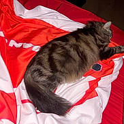 Caly a rejoint le concours — aidez-le/la à gagner de superbes lots ! cat, tabby, feline, pet, animal, fur, sleeping, resting, blanket, red, white, striped, cozy, indoors, comfort, relaxed, cute, paw, tail, bed