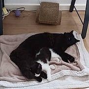 Blackos participe au concours pour gagner de l'argent avec cette photo : cat, black_cat, black_and_white_cat, blanket, floor, wooden_floor, indoor, cozy, pets, resting, sleeping, feline, table, household_items, scratching_post, cable, relaxation, companion, animal, cute