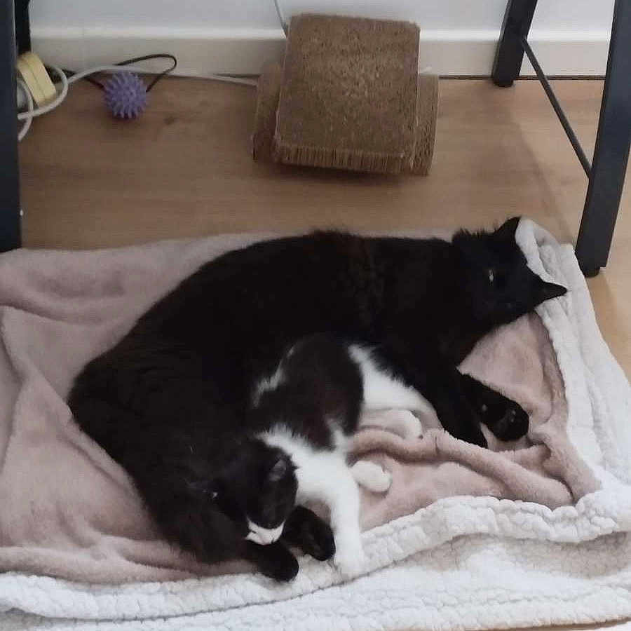 Blackos participe au concours pour gagner de l'argent avec cette photo : cat, black_cat, black_and_white_cat, blanket, floor, wooden_floor, indoor, cozy, pets, resting, sleeping, feline, table, household_items, scratching_post, cable, relaxation, companion, animal, cute