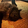 Blackos a rejoint le concours — aidez-le/la à gagner de superbes lots ! cat, black_cat, fluffy, pet, animal, indoor, relaxed, sleepy, fur, texture, woven_rug, floor, cozy, warm_lighting, resting, close_up, whiskers, ear, home, comfort