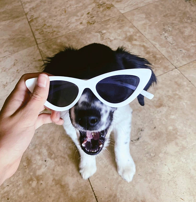 Cruella is registered to the contest to win money with this photo: audio_equipment, carnivore, companion_dog, dog, dog_breed, eyewear, fawn, glasses, goggles, hand, happy, paw, personal_protective_equipment, selfie, smile, snout, sunglasses, toy_dog, vision_care, whiskers