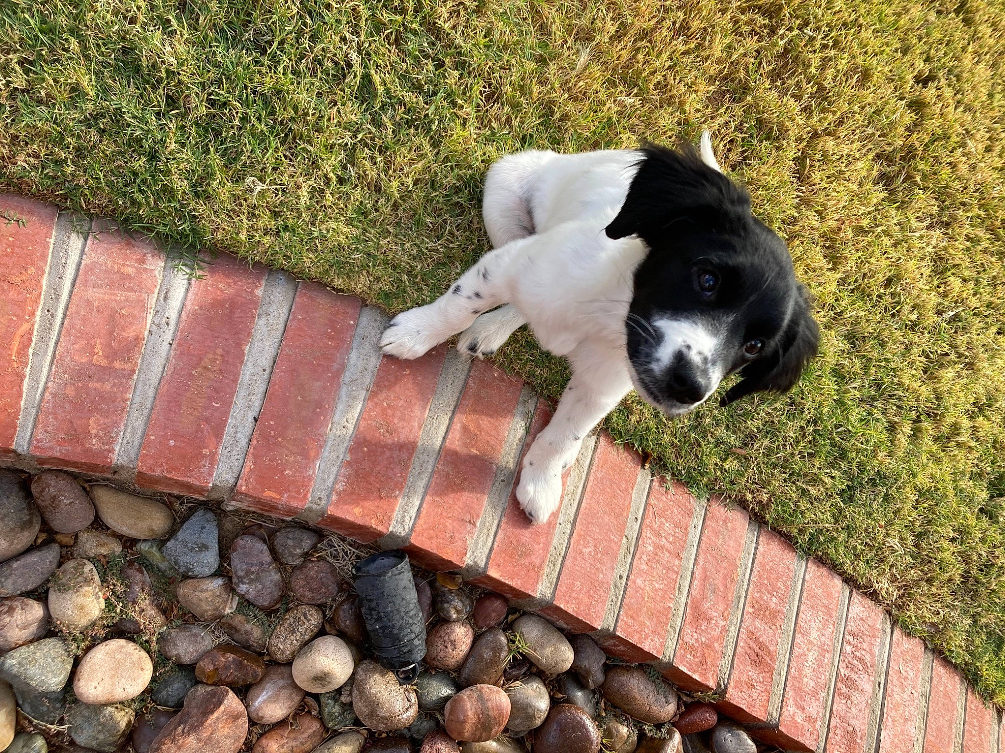 Cruella joined the competition — help win amazing prizes! brick, brickwork, carnivore, cobblestone, companion_dog, dog, dog_breed, fawn, flagstone, flooring, grass, house, plant, road_surface, soil, sporting_group, stairs, tail, window, wood