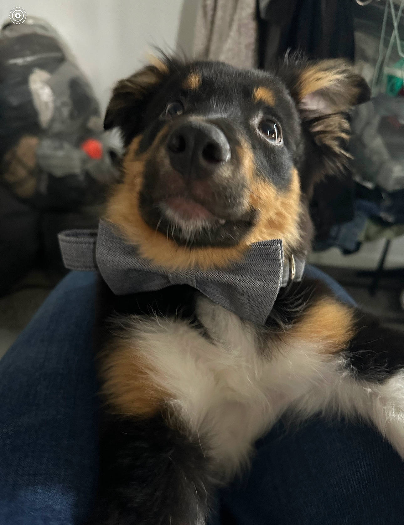 Murphy is registered to the contest to win money with this photo: carnivore, companion_dog, dog, dog_breed, ear, electric_blue, fur, guard_dog, herding_dog, paw, snout, sporting_group, terrestrial_animal, texas_heeler, whiskers, working_animal, working_dog