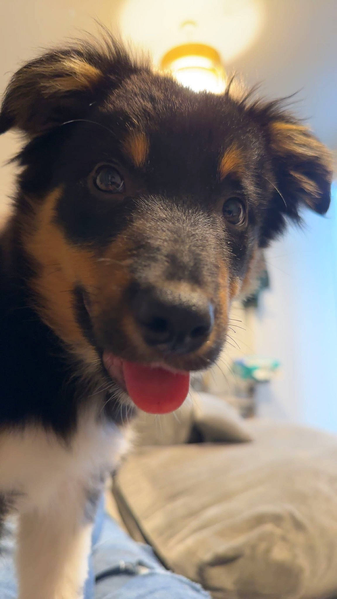 Murphy is registered to the contest to win money with this photo: border_collie, canidae, carnivore, companion_dog, dog, dog_breed, ear, fur, giant_dog_breed, herding_dog, leonberger, paw, puppy, sky, snout, sporting_group, street_dog, whiskers, working_animal, working_dog