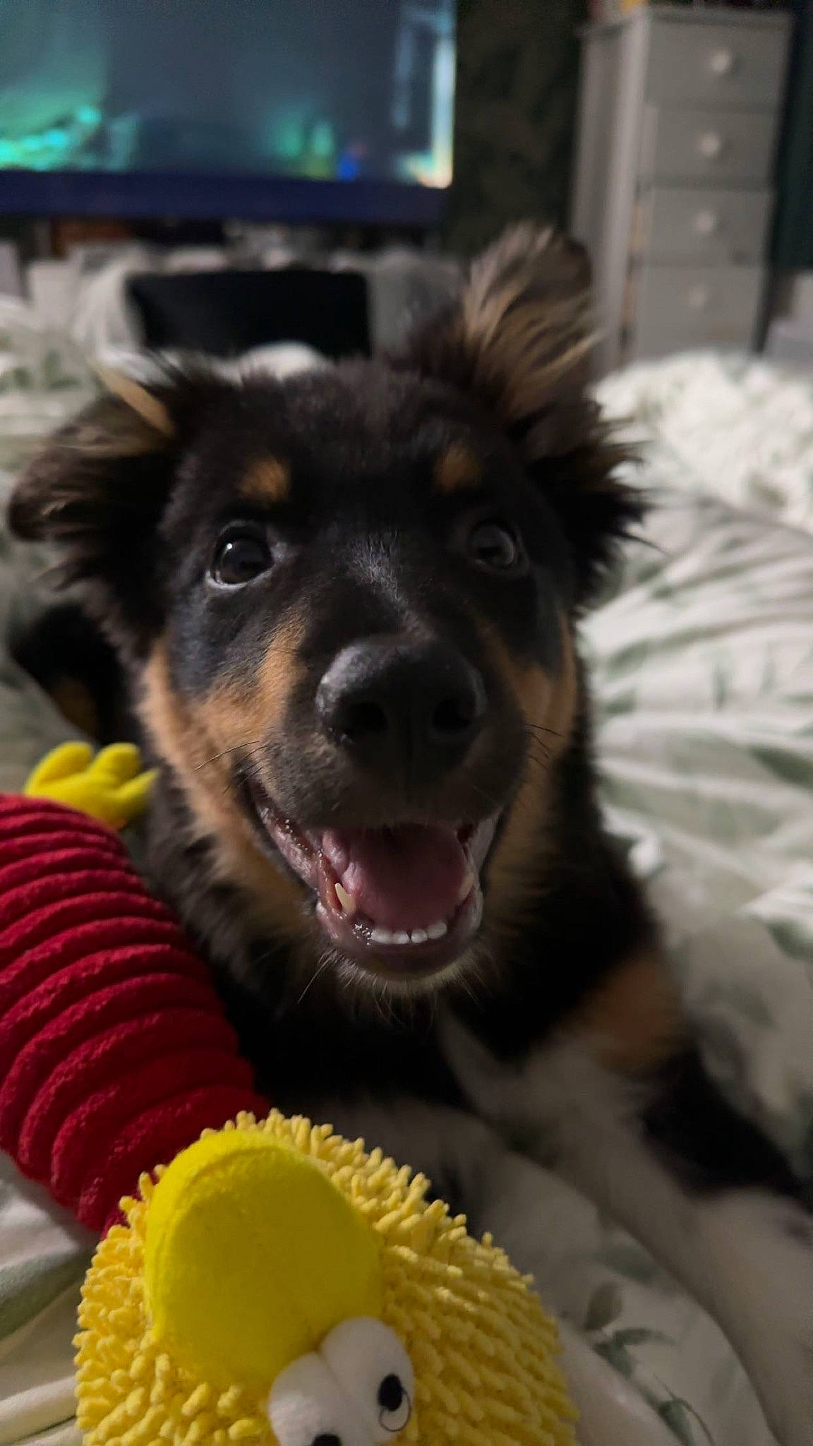 Murphy is registered to the contest to win money with this photo: canidae, carnivore, collar, companion_dog, dog, dog_breed, dog_collar, dog_supply, dog_toy, fang, fur, guard_dog, happy, herding_dog, paw, puppy, snout, sporting_group, whiskers, working_dog