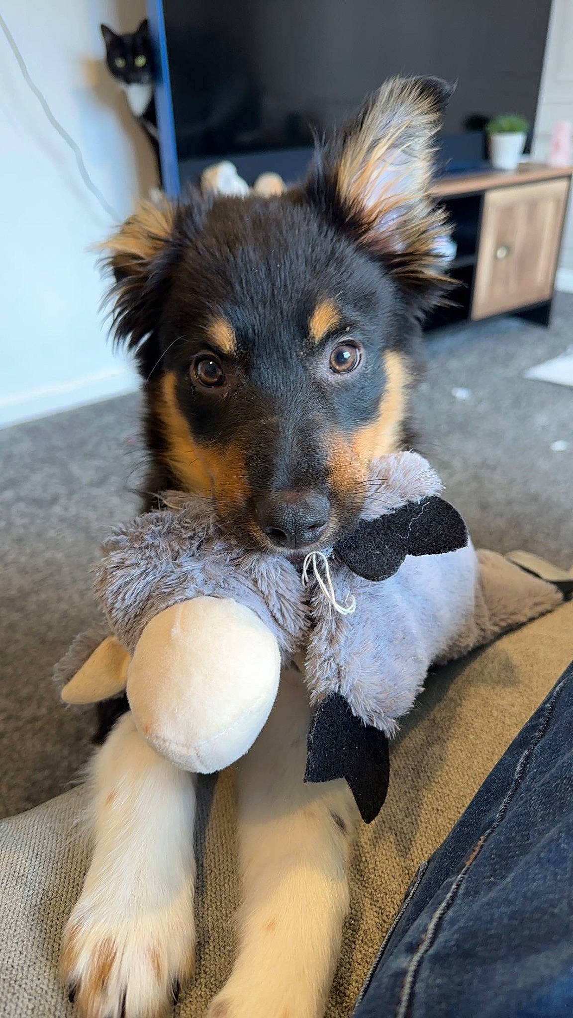 Murphy is registered to the contest to win money with this photo: cabinetry, canidae, carnivore, chest_of_drawers, companion_dog, dog, dog_breed, dog_supply, drawer, ear, fawn, fur, paw, snout, sporting_group, toy, toy_dog, whiskers, working_animal, working_dog