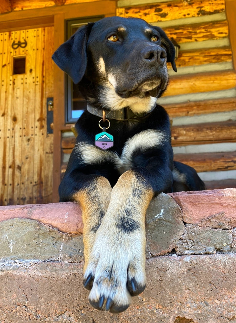Jaya joined the competition — help win amazing prizes! canidae, carnivore, collar, companion_dog, dog, dog_breed, dog_collar, dog_supply, fawn, foot, fur, gun_dog, mammal, paw, pet_supply, snout, sporting_group, stairs, working_animal, working_dog