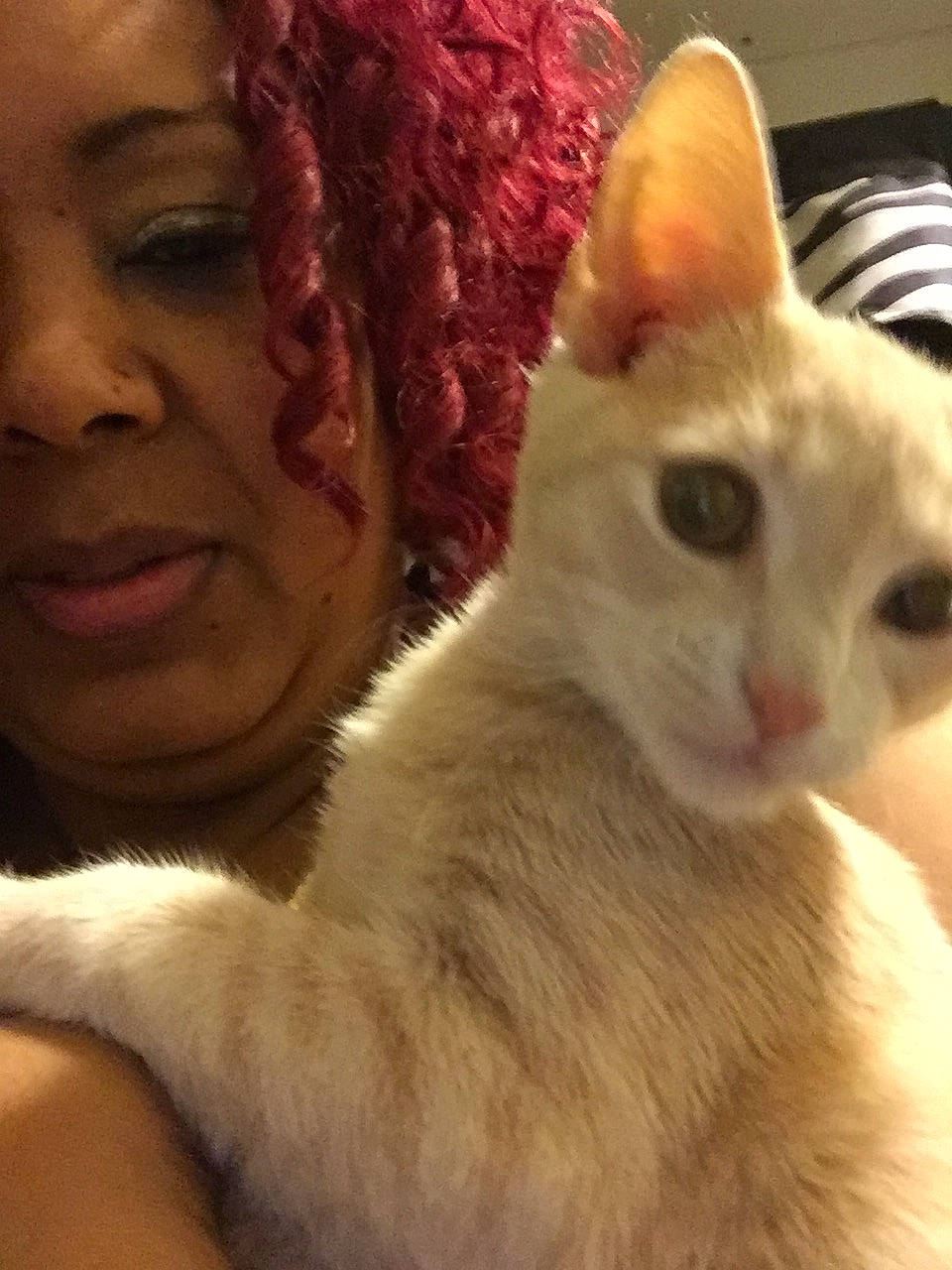 Jenna joined the competition — help win amazing prizes! carnivore, cat, close_up, domestic_short_haired_cat, ear, eye, eyebrow, eyelash, fawn, felidae, fur, mammal, nose, paw, selfie, small_to_medium_sized_cats, snout, tail, vertebrate, whiskers