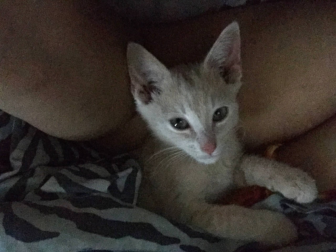 Jenna joined the competition — help win amazing prizes! carnivore, cat, comfort, domestic_short_haired_cat, ear, eye, fawn, felidae, fur, paw, small_to_medium_sized_cats, snout, tail, whiskers