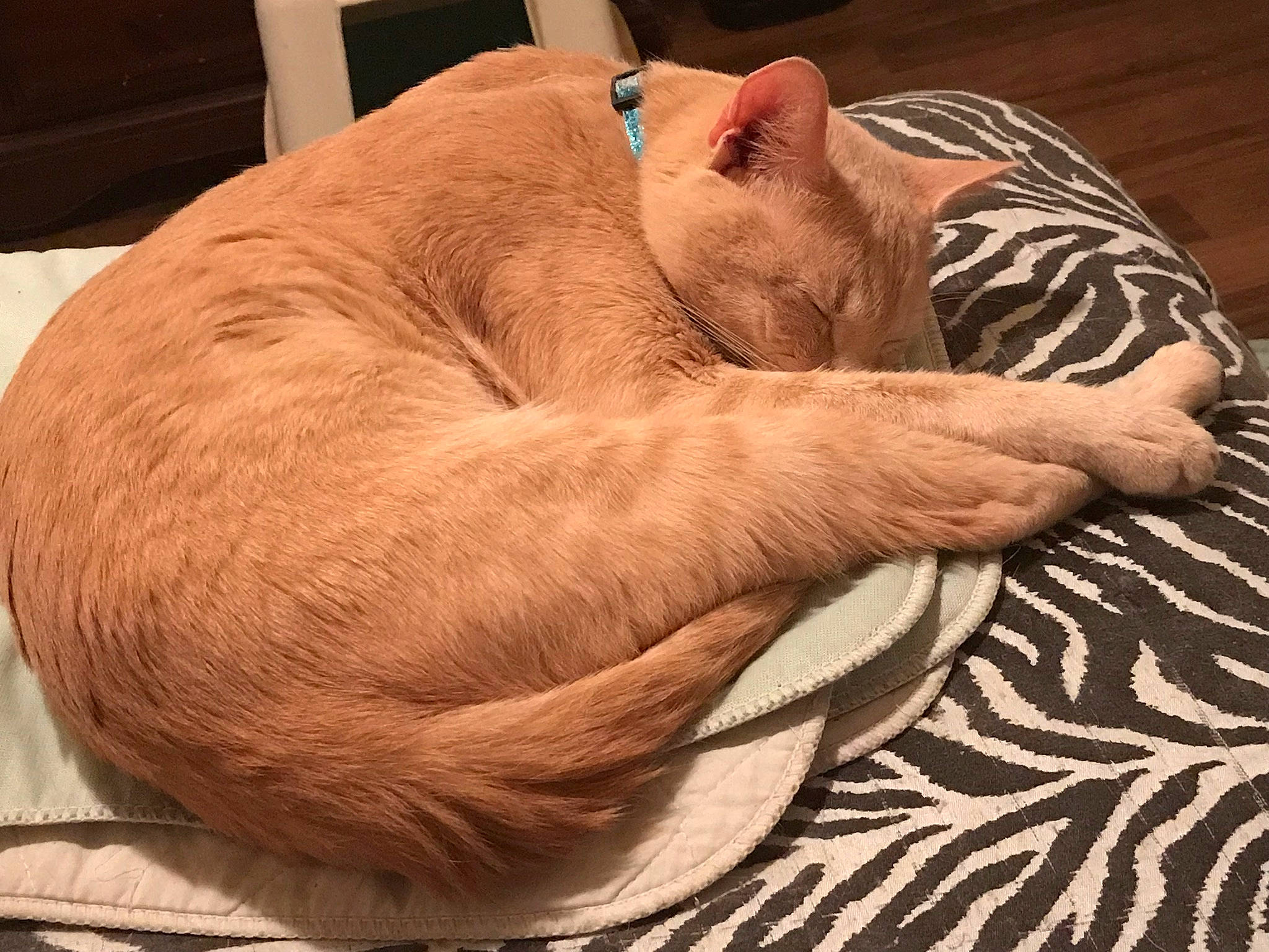 Jenna is registered to the contest to win money with this photo: carnivore, cat, comfort, ear, eye, fawn, felidae, foot, gesture, head, human_body, human_leg, leg, paw, small_to_medium_sized_cats, snout, tail, whiskers, wood, wrinkle