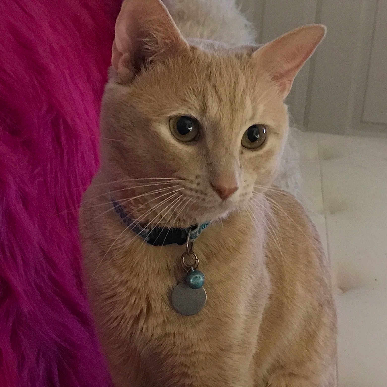 Jenna joined the competition — help win amazing prizes! aegean_cat, arabian_mau, asian, australian_mist, carnivore, cat, domestic_short_haired_cat, european_shorthair, fawn, felidae, fur, german_rex, javanese, mammal, ojos_azules, small_to_medium_sized_cats, snout, tabby_cat, vertebrate, whiskers