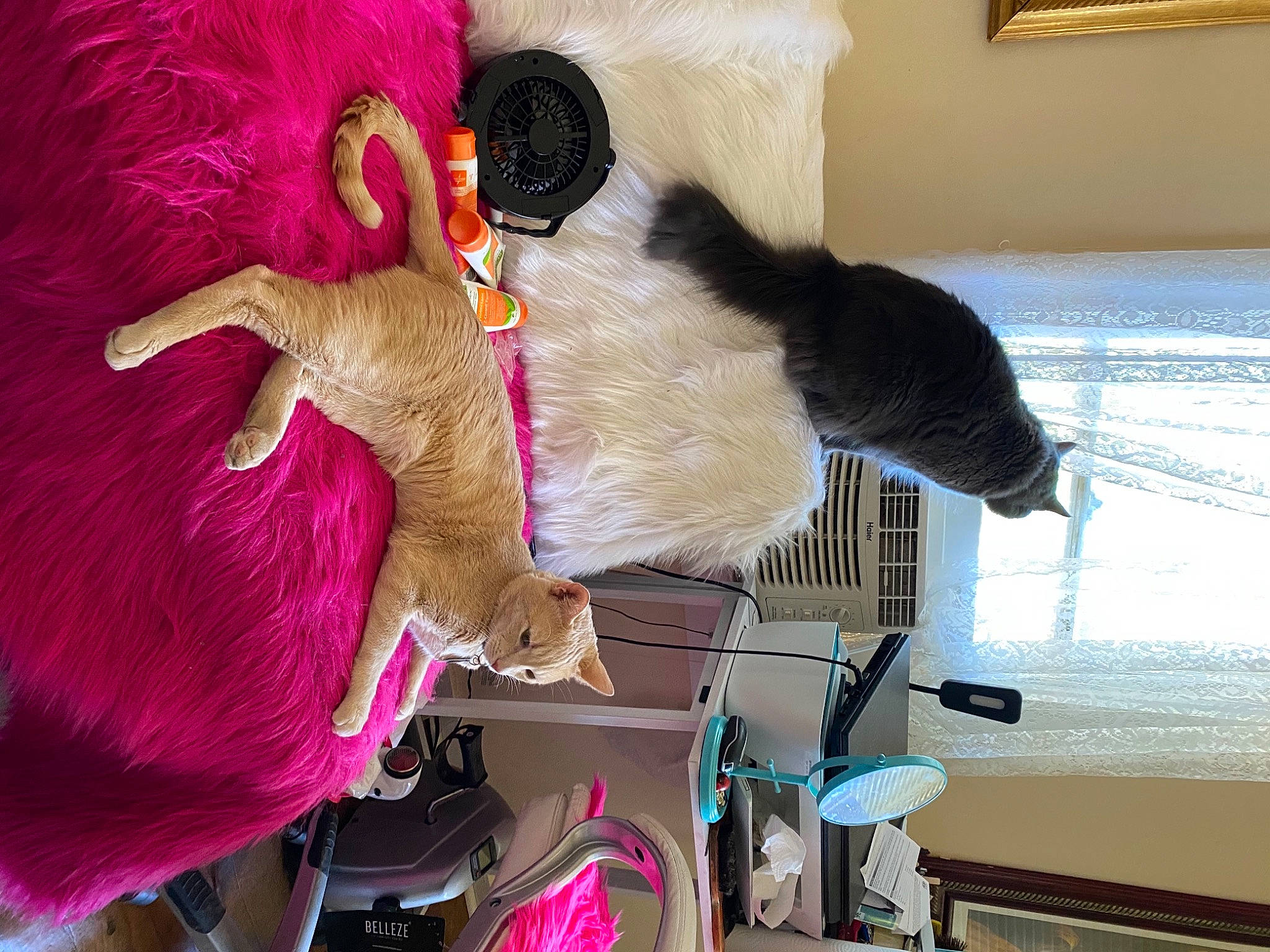 Jenna joined the competition — help win amazing prizes! canidae, collar, fawn, felidae, fur, fur_clothing, magenta, natural_material, pink, plush, room, small_to_medium_sized_cats, sporting_group, stuffed_toy, tail, toy, wool