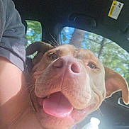 Lola joined the competition — help win amazing prizes! dog, close_up, tongue_out, happy, car_interior, sunlight, water_bottle, window, person_arm, pet, canine, smiling, inside_car, daylight, brown_dog, tongue, ears, seat, nature_outside, human