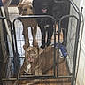 Lola is registered to the contest to win money with this photo: dog, pet_gate, indoor, wooden_floor, multiple_dogs, brown_dog, black_dog, curious, standing, lying_down, home, furniture, flooring, canine, animal, domestic, companions, group, friendly, metal_gate