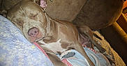Lola joined the competition — help win amazing prizes! dog, sleeping, couch, blanket, cozy, indoor, pet, relaxed, brown_dog, fur, snuggled, resting, comfort, home, soft, animal, domestic, quiet, peaceful, nap