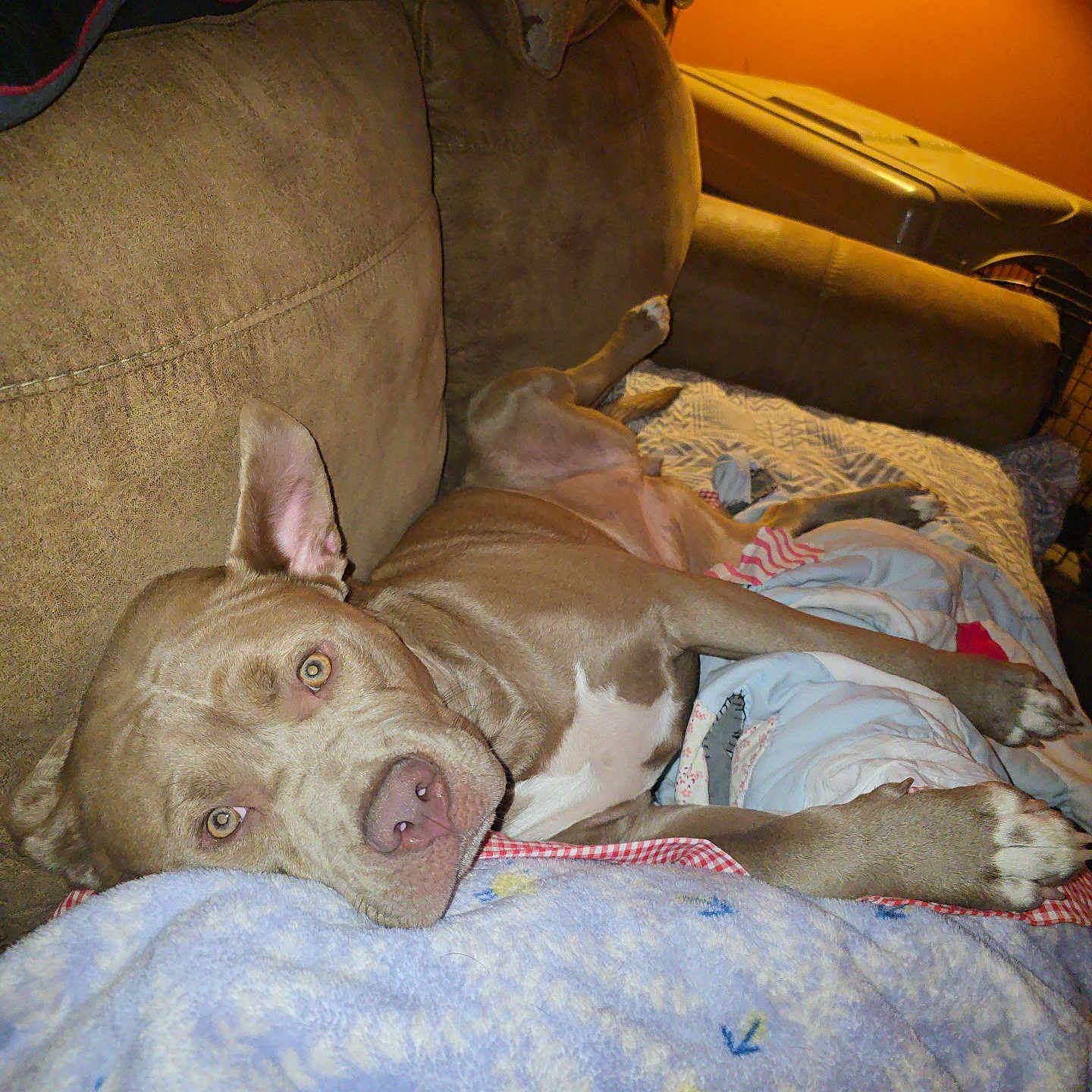 Lola is registered to the contest to win money with this photo: dog, couch, blanket, indoor, pet, relaxed, brown_dog, furniture, cozy, sleepy, animal, domestic_animal, lying_down, canine, resting, comfort, home, portrait, looking_at_camera, warm_lighting