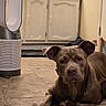 Lola is registered to the contest to win money with this photo: dog, brown_dog, pet, indoor, floor, rug, tile_floor, cabinet, kitchen, appliance, air_purifier, furniture, relaxed, animal, mammal, ears, face, paw, household, domestic
