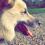 Loupka a rejoint le concours — aidez-le/la à gagner de superbes lots ! animal, closeup, collar, daytime, dog, fur, grass, gravel, ground, happy, nature, outdoor, panting, pet, profile, sky, sunlight, tag, tongue, trees
