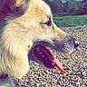animal, closeup, collar, daytime, dog, fur, grass, gravel, ground, happy, nature, outdoor, panting, pet, profile, sky, sunlight, tag, tongue, trees