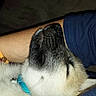 Loupka a rejoint le concours — aidez-le/la à gagner de superbes lots ! animal, arm, blue_collar, casual_clothing, close_up, collar, comfort, cute, dog, domestic_animal, friendship, fur, indoor, person, pet, puppy, relaxation, resting, sleeping, snuggle