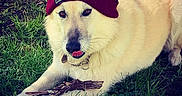 Loupka a rejoint le concours — aidez-le/la à gagner de superbes lots ! adorable, animal, beanie, canine, casual, closeup, collar, cute, dog, fluffy, funny, grass, hat, lying_down, nature, outdoor, pet, playful, stick, tongue