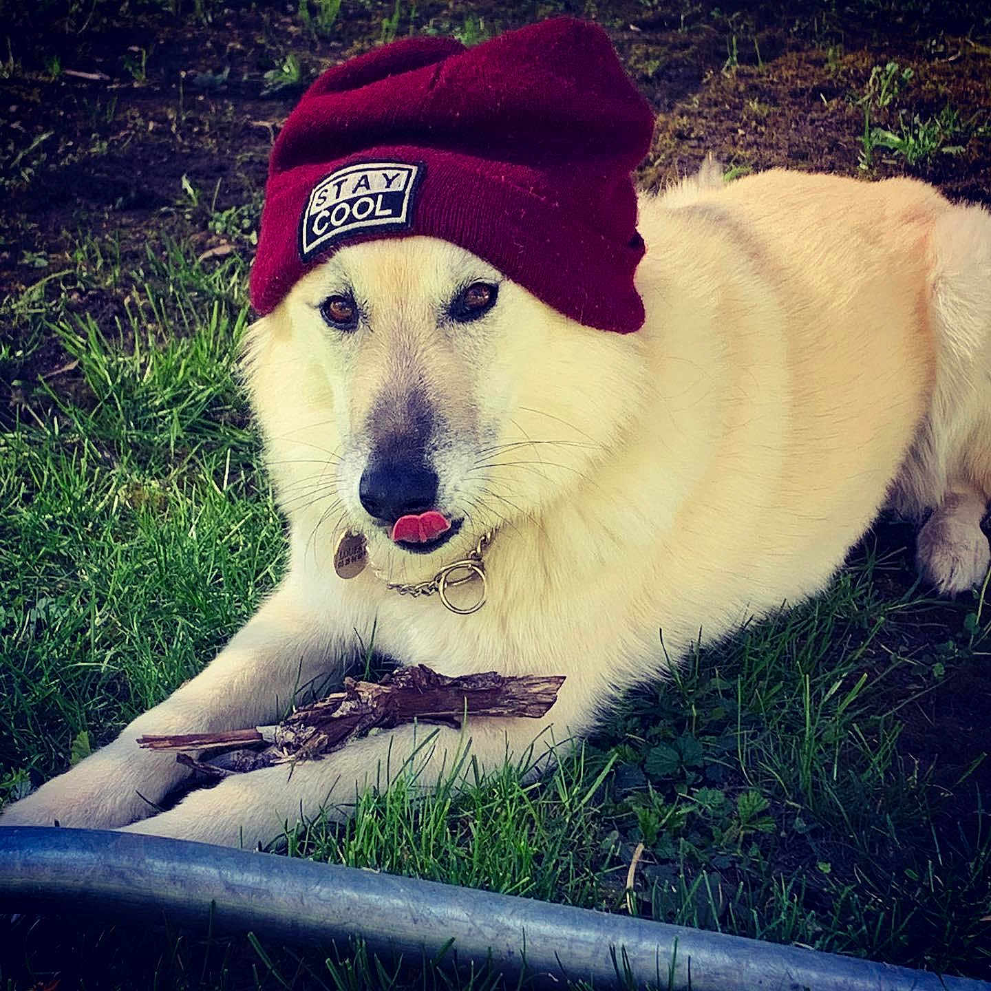 Loupka a rejoint le concours — aidez-le/la à gagner de superbes lots ! adorable, animal, beanie, canine, casual, closeup, collar, cute, dog, fluffy, funny, grass, hat, lying_down, nature, outdoor, pet, playful, stick, tongue