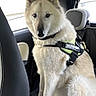 Loupka participe au concours pour gagner de l'argent avec cette photo : animal, canine, car, companion, dog, domestic_animal, ears, fur, harness, indoor, julius_k9, light_coat, looking, paw, pet, seat, sitting, travel, vehicle_interior, window