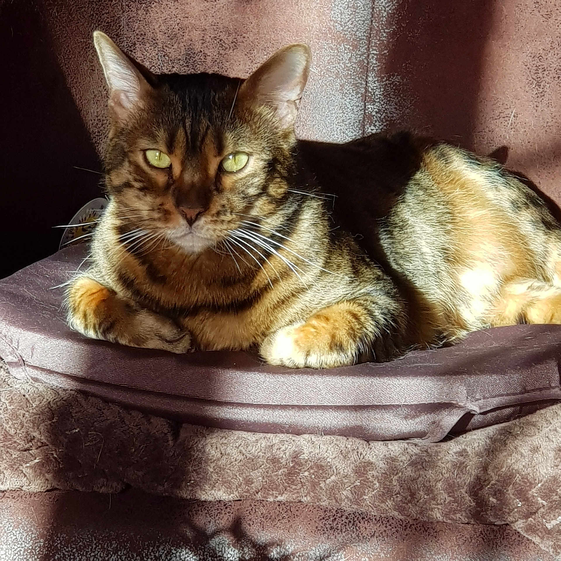 Hawaï a rejoint le concours — aidez-le/la à gagner de superbes lots ! abyssinian, animal, armchair, bag, baggage, cat, chair, couch, cushion, furniture, homedecor, kitten, manx, pet, suitcase